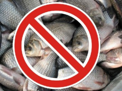 У Канівському та Київському водосховищі заборонили промисловий вилов риби