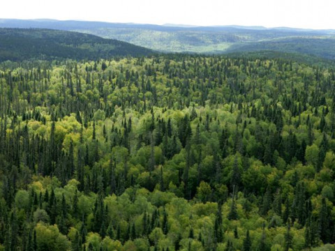 Прокуратура повернула державі пів гектара лісу на Броварщині