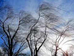 На Київщині знеструмлено 26 населених пунктів через сильний вітер