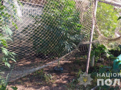 В Іванківському районі виявили плантацію коноплі (ФОТО)