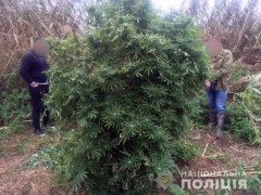 Колишній міліціонер збував елітні наркотики на 3 мільйони (ВІДЕО)