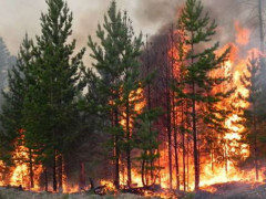 Через аномальну спеку на Київщині створили бригади пожежної охорони