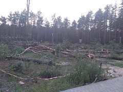 На Київщині вирубали ліс, за який "вписався" Наєм