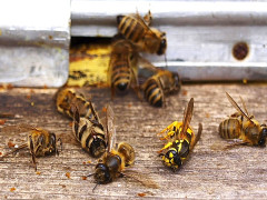 У південних районах Київщини зафіксували масову загибель бджіл