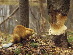 У Кагарлику бобри нищать історичний парк (ВІДЕО)