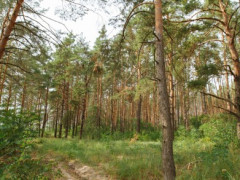 Підприємство незаконно приватизувало земельну ділянку в селі на Бориспільщині