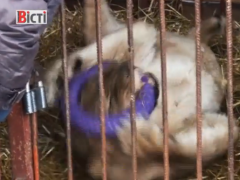 Поблизу Борисполя в притулку для тварин живе левиця (ВІДЕО)