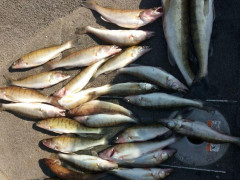 Браконьєри з вод Київщини витягнули 88 кілограмів риби (ФОТО) 