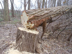 У парку в Ірпені незаконно вирізають дерева