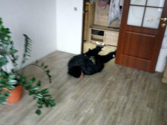 Двічі в одну річку не ввійдеш: на Київщині затримали квартирного крадія (ФОТО) 
