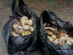 У Чорнобильській зоні затримали дідуся-грибника