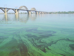 В Українці Дніпро очищають граблями (ВІДЕО)