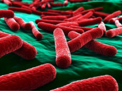 У Білій Церкві води річки Рось кишать кишковою паличкою