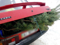 На Київщині незаконно вирубують дерева (ФОТО)