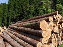 На Київщині плануються великі вирубки лісу
