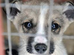 У Борисполі люди звинуватили сусіда у знущанні над собакою