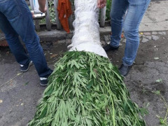 Тарасівка: чоловік вирощував 1000 кущів конопель для власного вжитку