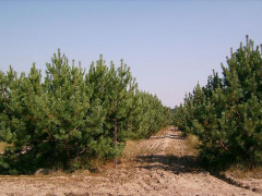 Клавдієвському лісгоспу повертають незаконно виділену землю