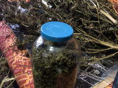 На Обухівщині наркоаграрій виростив коноплі на мільйон гривень (ФОТО, ВІДЕО)