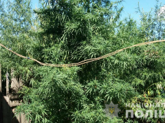 У Переяславі жінка вирощувала на городі півтисячі кущів коноплі (ФОТО)