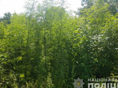 У Василькові поліція виявила на присадибній ділянці велику плантацію конопель (ФОТО)