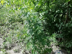 За добу на Васильківщині вилучили 425 кущів конопель
