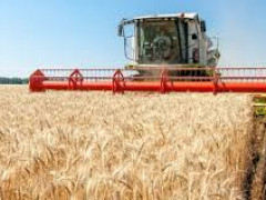 Жнива на Київщині тривають: зібрано перший мільйон