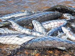 У Вишгородському районі затримали недобросовісних рибалок (ФОТО)