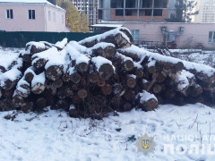 Під варту взяли зловмисників, що незаконно вирізали ліс в Ірпені (ФОТО)   