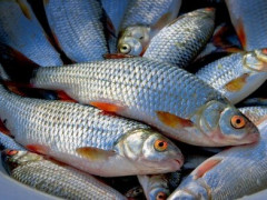 На Київському морі браконьєр наловив риби на суму більше 10 тисяч