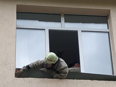 У Білоцерківському районі оси поселились у школі