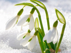 Нацполіція Київщини закликає не збирати та не купувати первоцвіти 