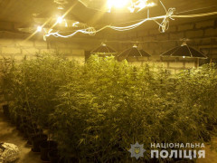 Під Києвом злочинці вирощували елітну коноплю на експорт (ФОТО)