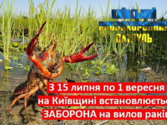 Встановлюється друга заборона на вилов раків