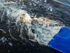 У Вишгородському районі у водосховище випустили 1450 кг риби 