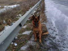 На трасі під Києвом невідомі прив’язали німецьких вівчарок до відбійника й покинули на холоді (ФОТО)