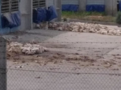 Сморід тільки посилився: під Гаврилівкою знову складують курячі трупи (ВІДЕО)