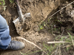 Під Києвом наркоторговці закопали тіло убитого чоловіка