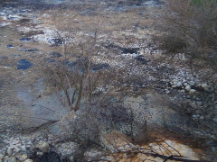 Активісти показали масштаби екологічного лиха в Узині (ФОТО)