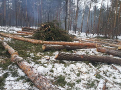 Під Києвом проводять тотальну вирубку лісу (ФОТО)