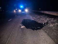 Під Києвом мікроавтобус насмерть збив хлопця (ФОТО, ВІДЕО)