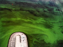 "Північне сяйво Дніпра" - Київське море "зацвіло" 