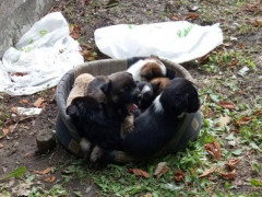 В Ірпені біля дороги лишили кошик із цуценятами
