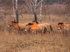 У Києві відкриють офіс Чорнобильського заповідника