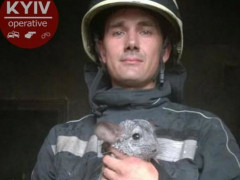 У Вишневому з палаючої квартири врятували двох шиншил (ФОТО, ВІДЕО)