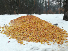У лісі під Києвом невідомі висипали купу зіпсованих яблук (ФОТО)