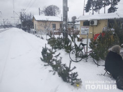  У Немішаєвому жінка незаконно продавала сосни  (ФОТО)