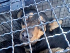 Білоцерківський ДЖКГ запровадив нововведення відносно бродячих та свійських тварин