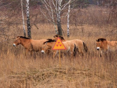 Флора та фауна Чорнобильської зони відновлюється від людського втручання