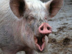На Київщині зафіксовано новий випадок АЧС